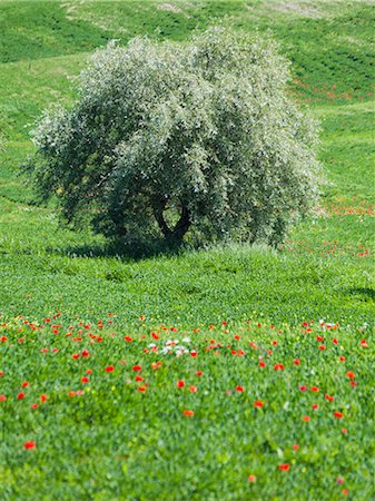 Italy, Tuscany, Tree growing on meadow Foto de stock - Sin royalties Premium, Código: 640-06050071