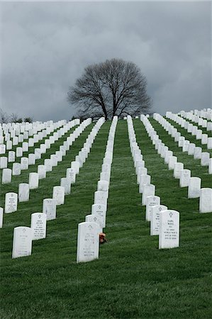 dying tree - USA, Virginia, Arlington, Arlington National Cemetery Foto de stock - Sin royalties Premium, Código: 640-06050701