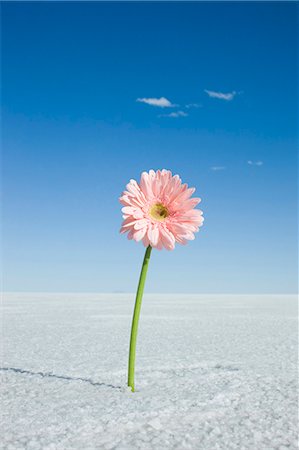 daisy in the middle of nowhere Stock Photo - Premium Royalty-Free, Code: 640-06051846