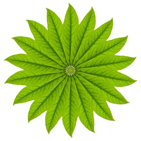 Leaf pattern on white background Photographie de stock - Premium Libres de Droits, Code: 640-06963129