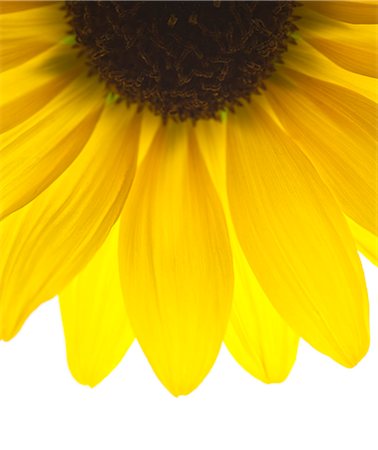 Close up of yellow sunflower on white background, studio shot Foto de stock - Sin royalties Premium, Código: 640-06963135