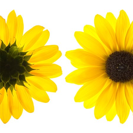 simsearch:640-06963138,k - Yellow flowers on white background Stock Photo - Premium Royalty-Free, Code: 640-06963133