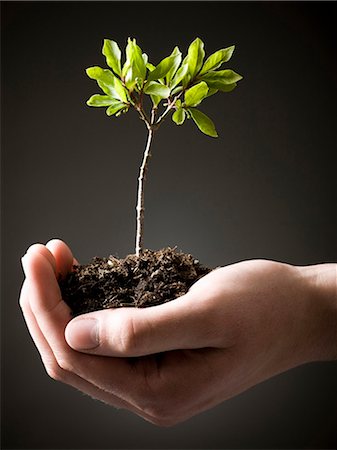 simsearch:640-08089188,k - hand holding soil and a plant Photographie de stock - Premium Libres de Droits, Code: 640-08089575