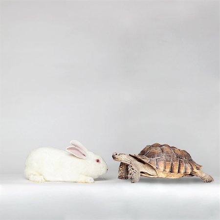 Rabbit face to face with turtle Foto de stock - Sin royalties Premium, Código: 640-08546033