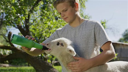 Low angle view of serious boy feeding lamb from bottle in farm yard Stock Photo - Premium Royalty-Free, Code: 640-09013337