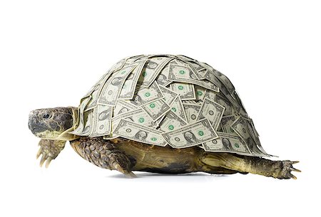 Turtle with US dollar bills on shell Stock Photo - Premium Royalty-Free, Code: 640-01348413