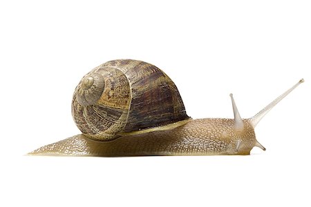 escargot - Gros plan d'un escargot sur fond blanc Photographie de stock - Premium Libres de Droits, Code: 640-01348470