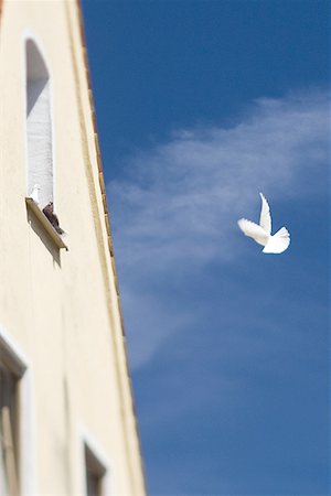 simsearch:841-06342551,k - Low angle view of a building, with a bird in the sky Stock Photo - Premium Royalty-Free, Code: 640-01348803