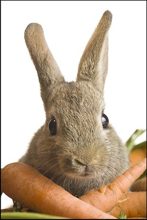 rabbit face - Rabbit and carrots Stock Photo - Premium Royalty-Free, Code: 640-01348833