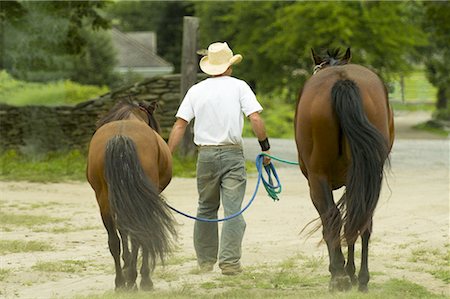 simsearch:632-06029634,k - Vue arrière d'un homme tenant les rênes de deux chevaux Photographie de stock - Premium Libres de Droits, Code: 640-01348880