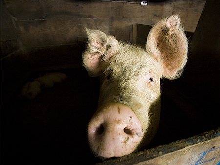 porcile - Detailed view of pig in wooden pen Fotografie stock - Premium Royalty-Free, Codice: 640-01348956