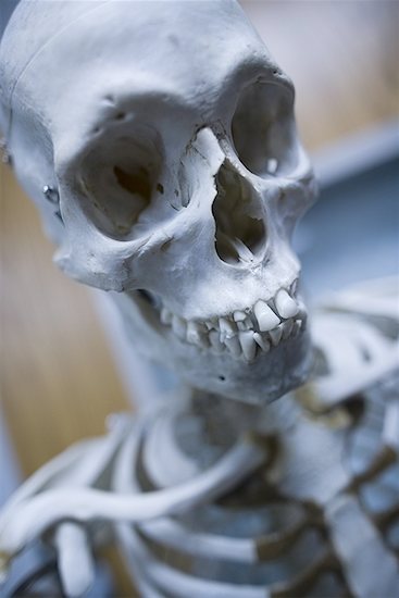 Close-up of a human skeleton Stock Photo - Premium Royalty-Free, Image code: 640-01349199