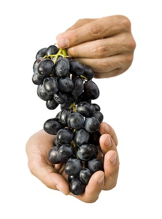 Close-up of hands holding a bunch of grapes Stock Photo - Premium Royalty-Free, Code: 640-01349635