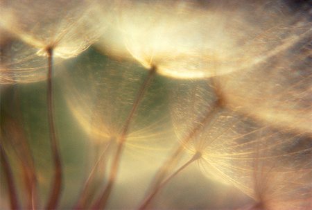 dandelion clock - Gros plan d'un pissenlit Photographie de stock - Premium Libres de Droits, Code: 640-01354668