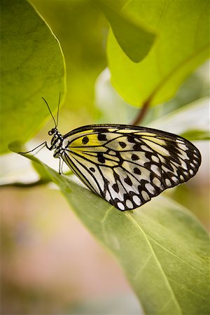Close-up of a butterfly on a leaf Stock Photo - Premium Royalty-Free, Code: 640-01354972