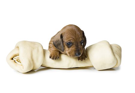 Close-up of a dachshund puppy with a dog bone Stock Photo - Premium Royalty-Free, Code: 640-01355083