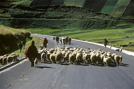 schäfer (männlich) - Rückansicht eines Hirten führt eine Herde von Schafen auf einer Straße Stockbilder - Premium RF Lizenzfrei, Bildnummer: 640-01355793