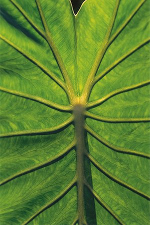 philodendron - Close-up of a philodendron leaf Stock Photo - Premium Royalty-Free, Code: 640-01356078