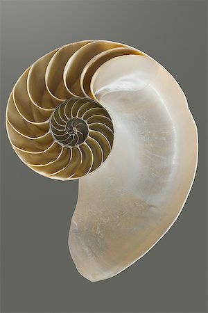 shell and nobody and object - Close-up of the cross section of a nautilus shell Stock Photo - Premium Royalty-Free, Code: 640-01356193