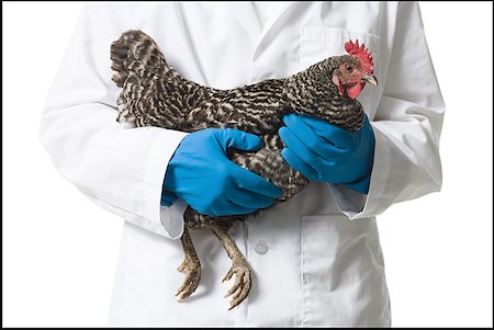 danger biologique - Animaux chercheur détenant un poulet Photographie de stock - Premium Libres de Droits, Code: 640-01356555