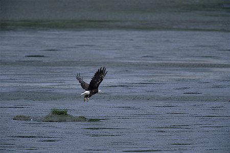 eagle in the ocean - Bald eagle flying over water Stock Photo - Premium Royalty-Free, Code: 640-01356590