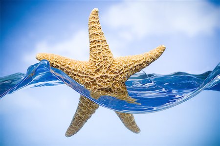 ser levado pela corrente ou pelo vento - Starfish floating in water Foto de stock - Royalty Free Premium, Número: 640-01356628