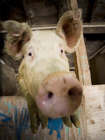 pictures pigs in sty - Detailed view of pig in wooden pen Stock Photo - Premium Royalty-Free, Code: 640-01356692