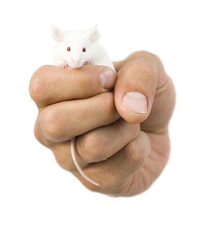 Close-up of a hand holding a white mouse Stock Photo - Premium Royalty-Free, Code: 640-01356723
