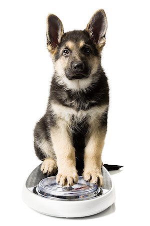 German Shepherd pup on bathroom scale Stock Photo - Premium Royalty-Free, Code: 640-01356981