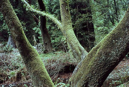 simsearch:640-02950655,k - Nahaufnahme von Moos bedeckt Baumstämme im Wald Stockbilder - Premium RF Lizenzfrei, Bildnummer: 640-01357093