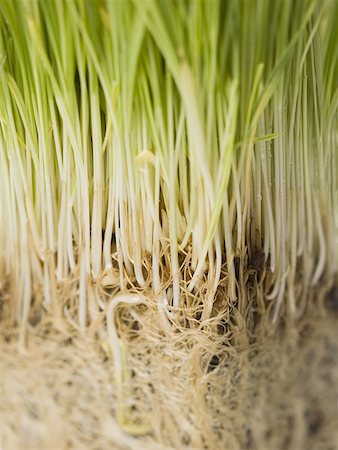Close-up of a wheatgrass plant's roots Foto de stock - Sin royalties Premium, Código: 640-01357522