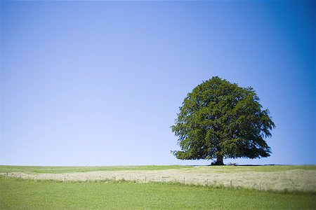 evoluzione - Tree in a field Fotografie stock - Premium Royalty-Free, Codice: 640-01357586