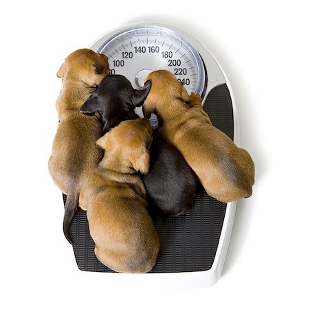 High angle view of dachshund puppies on a scale Stock Photo - Premium Royalty-Free, Code: 640-01357712