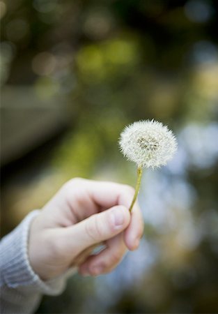 dandelion clock - Close-up of a person holding a dandelion flower Stock Photo - Premium Royalty-Free, Code: 640-01357909
