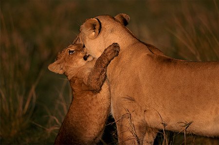 female lion with cubs - Lioness playing with her cub Stock Photo - Premium Royalty-Free, Code: 640-01357936
