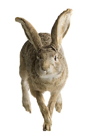 stuffed animals bunny - Close-up of a rabbit Stock Photo - Premium Royalty-Free, Code: 640-01357973