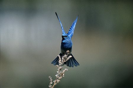 finch - Bird perching on the end of a branch Stock Photo - Premium Royalty-Free, Code: 640-01358020