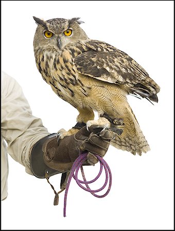 european eagle owl - Animal handler with owl Foto de stock - Sin royalties Premium, Código: 640-01358083