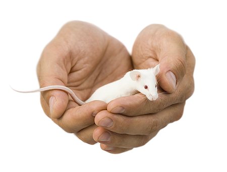 Close-up of hands holding a white mouse Stock Photo - Premium Royalty-Free, Code: 640-01358756