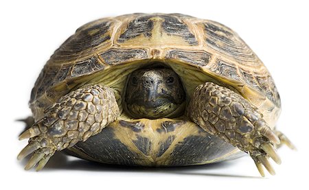 Tortoise with head in shell Stock Photo - Premium Royalty-Free, Code: 640-01358878