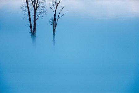 simsearch:640-01360808,k - Two bare trees covered in fog Foto de stock - Royalty Free Premium, Número: 640-01358996