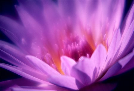 simsearch:700-00033558,k - Close-up of a flower Stock Photo - Premium Royalty-Free, Code: 640-01359288