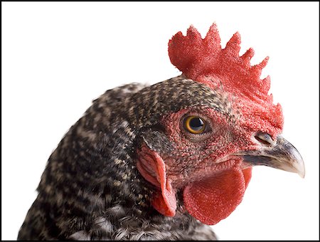 Poulet Photographie de stock - Premium Libres de Droits, Code: 640-01359403