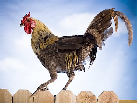 Coq sur une clôture Photographie de stock - Premium Libres de Droits, Code: 640-01350097