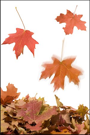 pile of leaves picture - Fallen leaves Stock Photo - Premium Royalty-Free, Code: 640-01350152