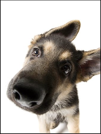 simsearch:640-03263361,k - Close-up of German shepherd puppy Stock Photo - Premium Royalty-Free, Code: 640-01350403