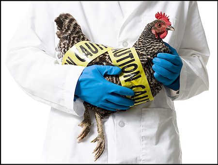 Animal researcher holding infected chicken Stock Photo - Premium Royalty-Free, Code: 640-01350570