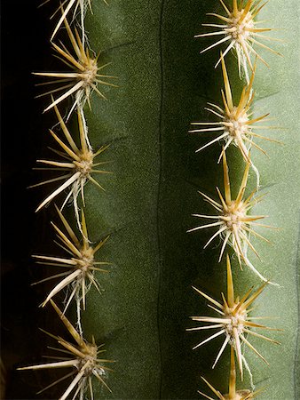 simsearch:6102-03866399,k - Close-up of cactus spines Foto de stock - Sin royalties Premium, Código: 640-01351038