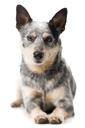 simsearch:640-01356430,k - Porträt eines Hundes Stockbilder - Premium RF Lizenzfrei, Bildnummer: 640-01351224