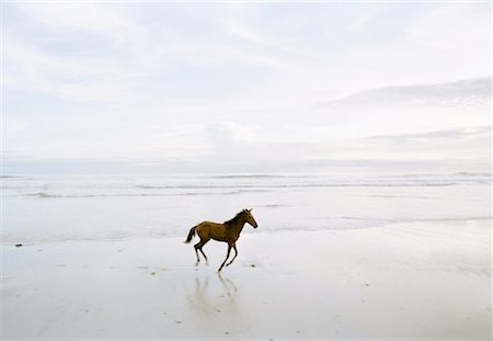Horse running on the beach Foto de stock - Sin royalties Premium, Código: 640-01351406